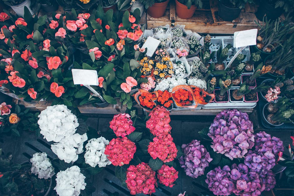An overhead view of a flower stall showcasing a vibrant assortment of potted plants and floral arrangements. Prominent in the image are several clusters of colorful hydrangeas in shades of white, pink